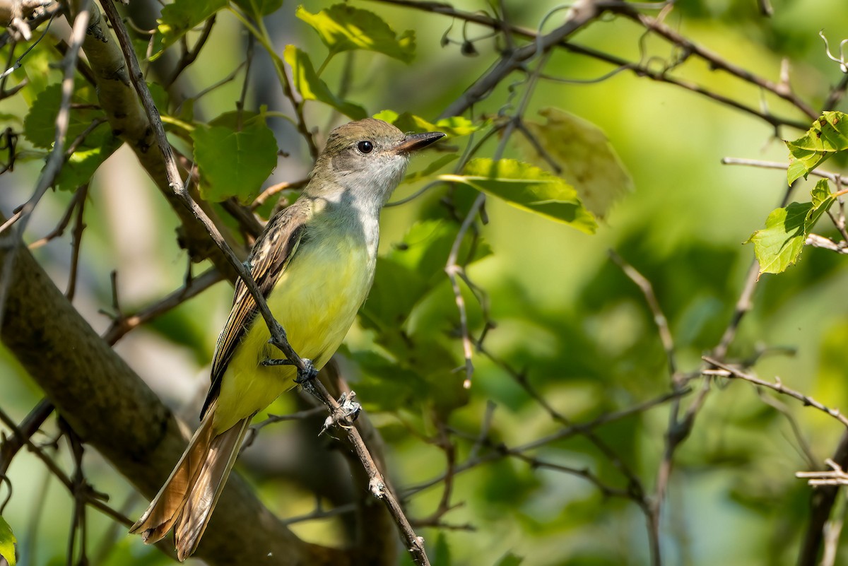 Great Crested Flycatcher - ML623757861