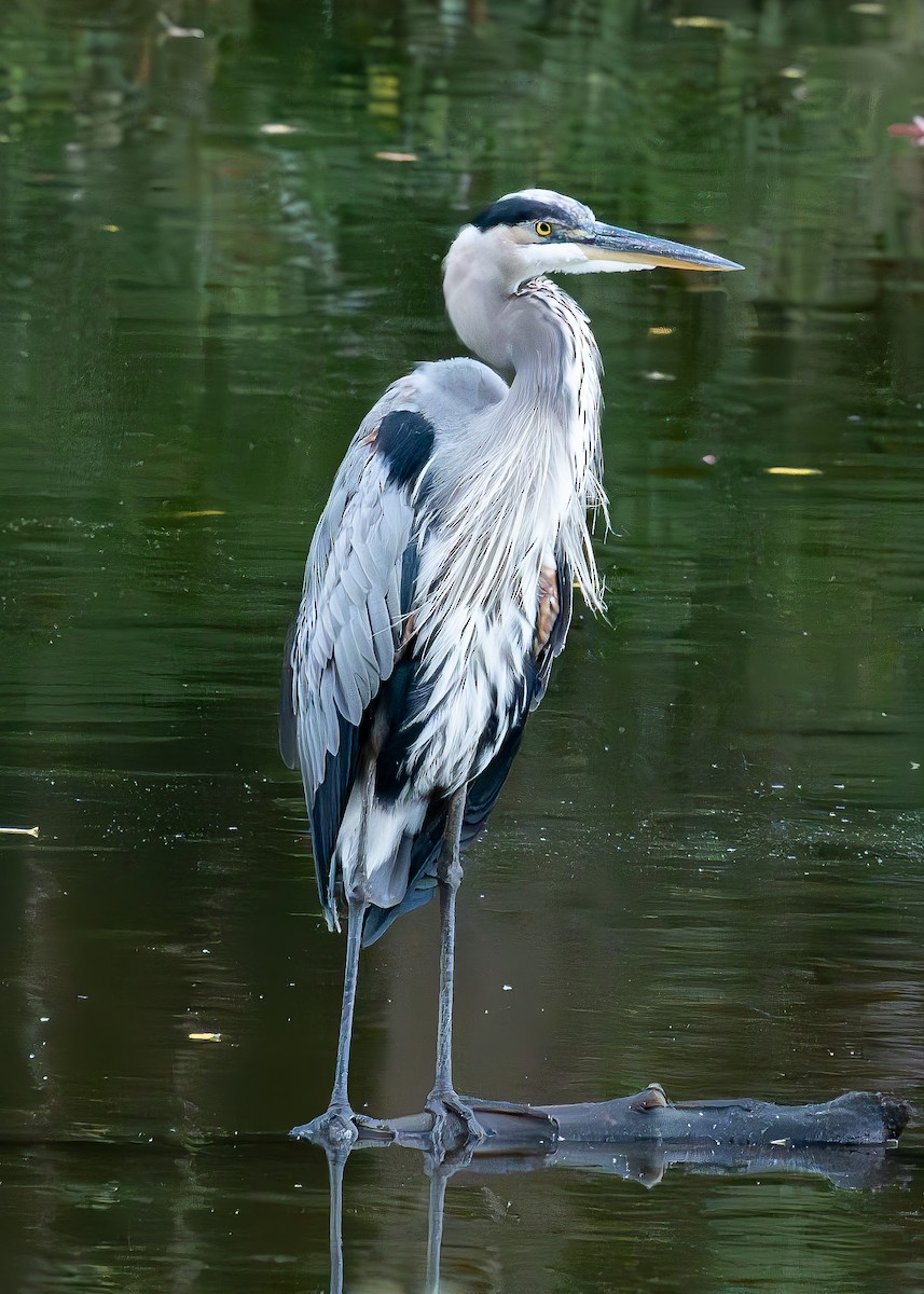 Great Blue Heron - ML623757868