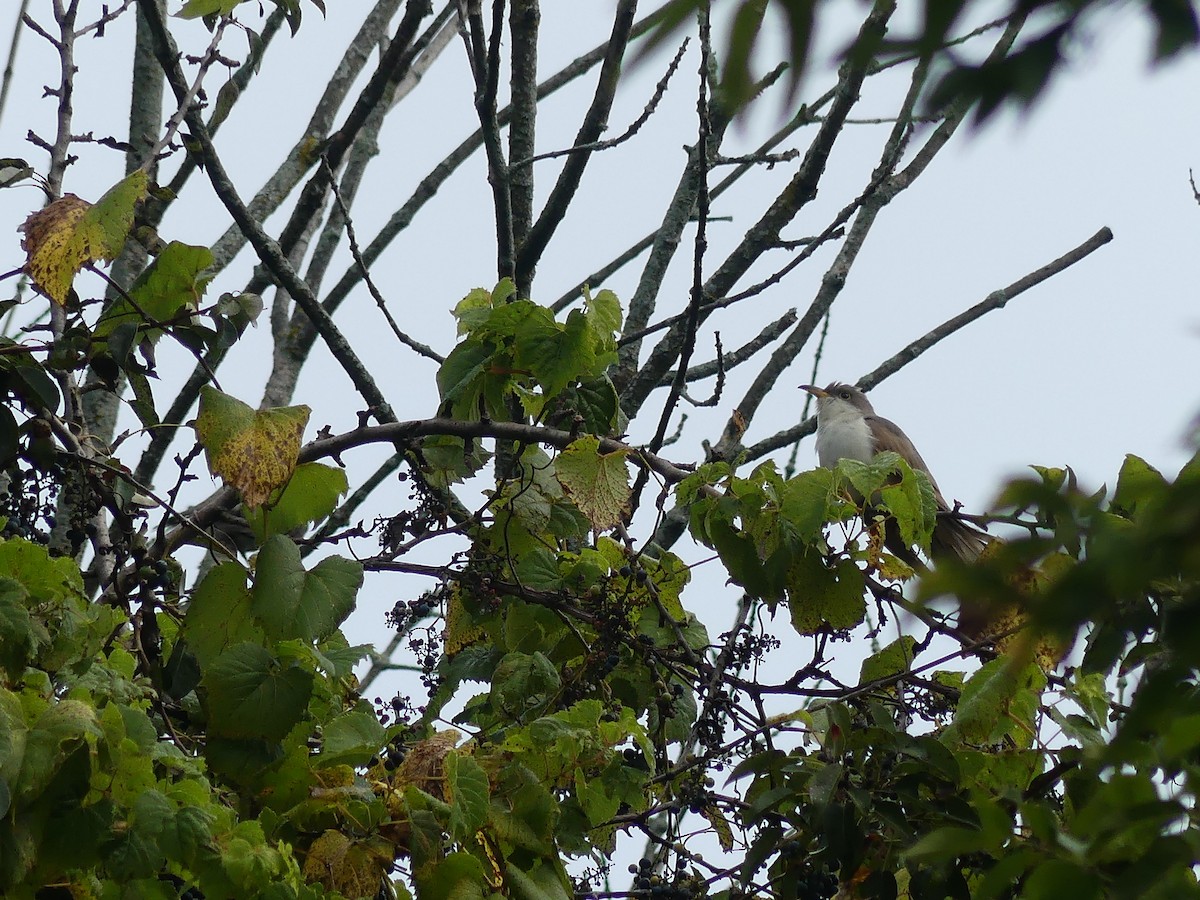 Yellow-billed Cuckoo - ML623757872