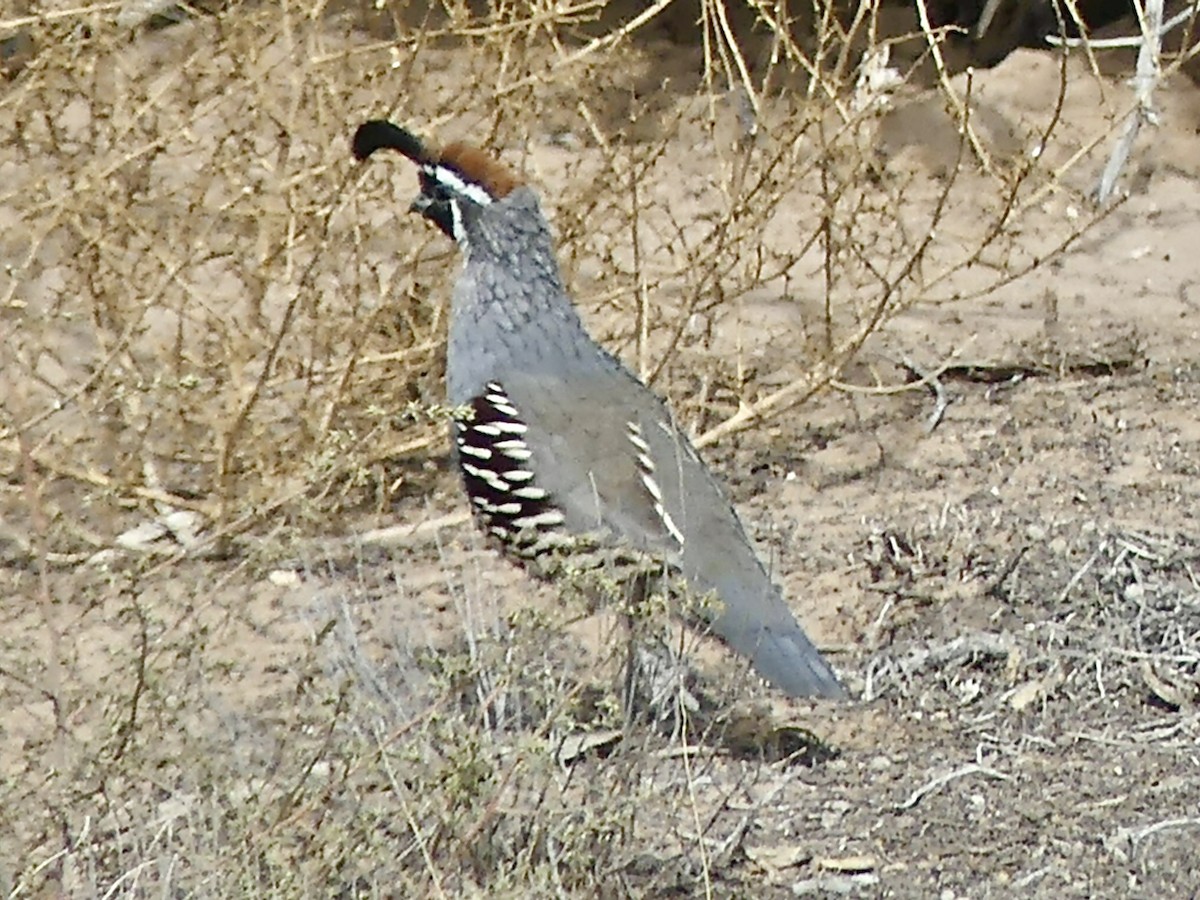 ズアカカンムリウズラ - ML623757891