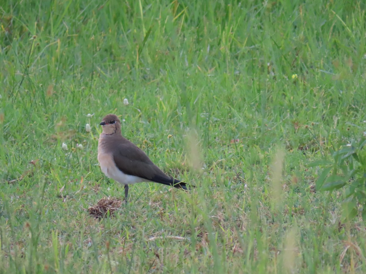 Black-winged Pratincole - ML623757897