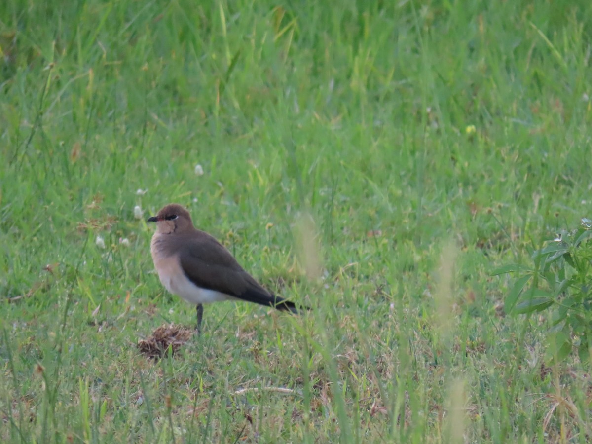 Black-winged Pratincole - ML623757899