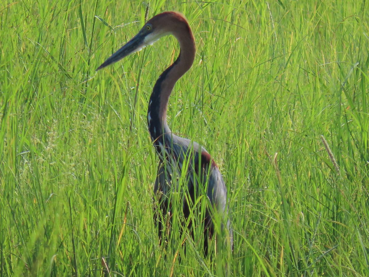 Goliath Heron - Charley Herzfeld