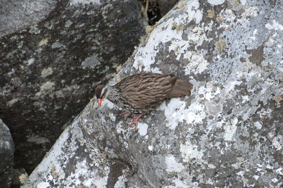 Swierstra's Spurfowl - ML623757965