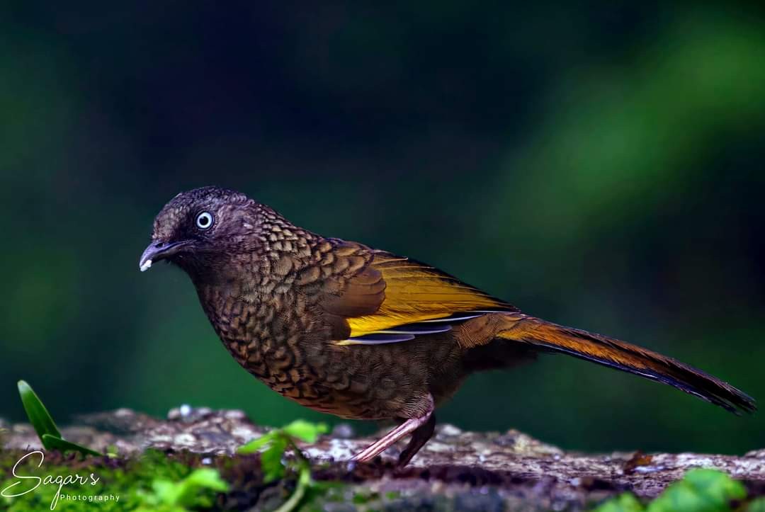 Scaly Laughingthrush - ML623757966