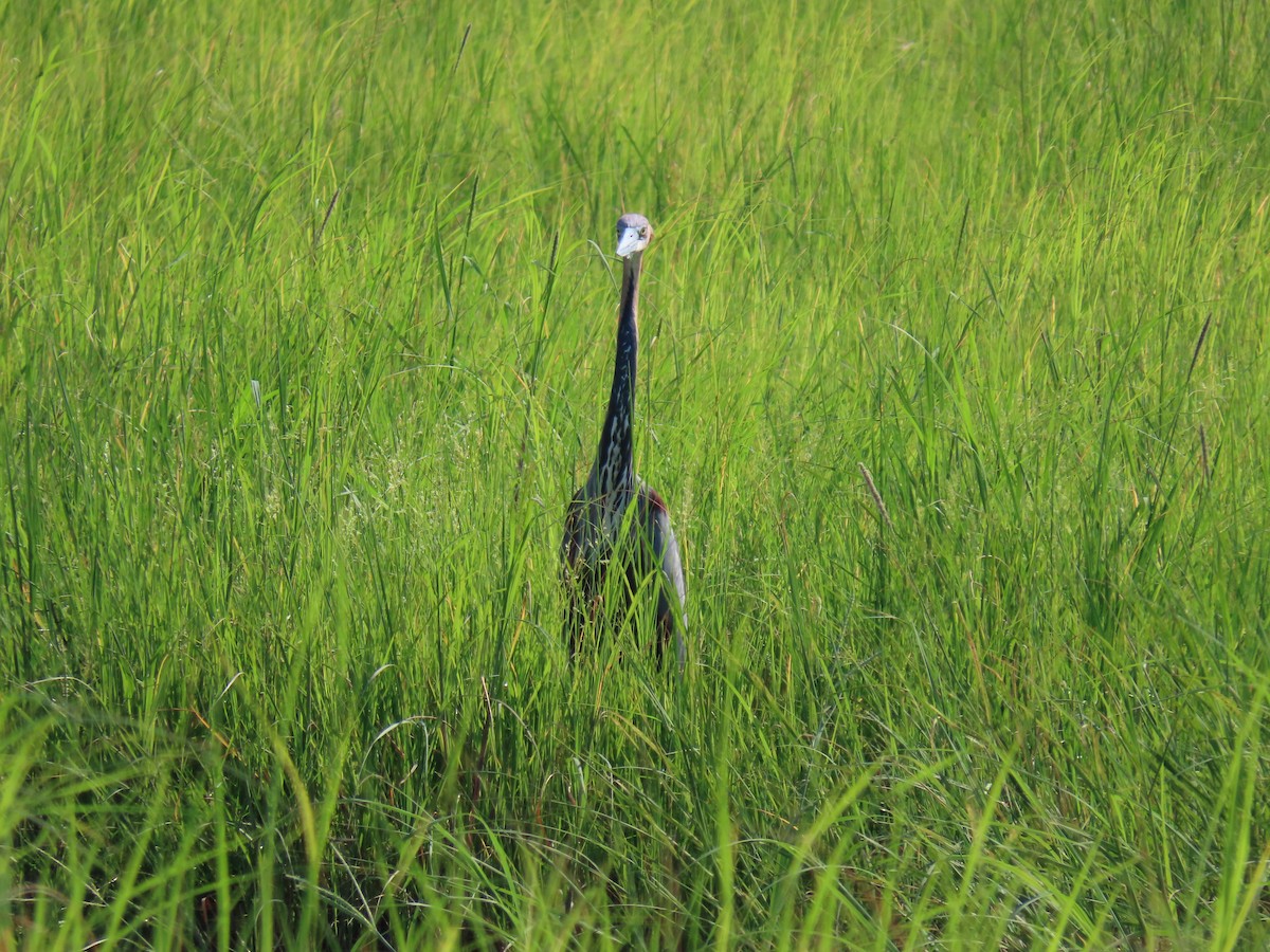 Goliath Heron - ML623757972