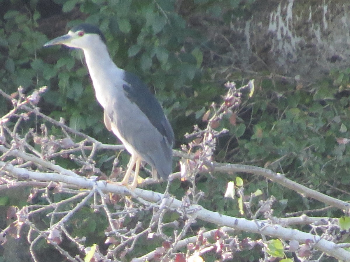 Black-crowned Night Heron - shelley seidman