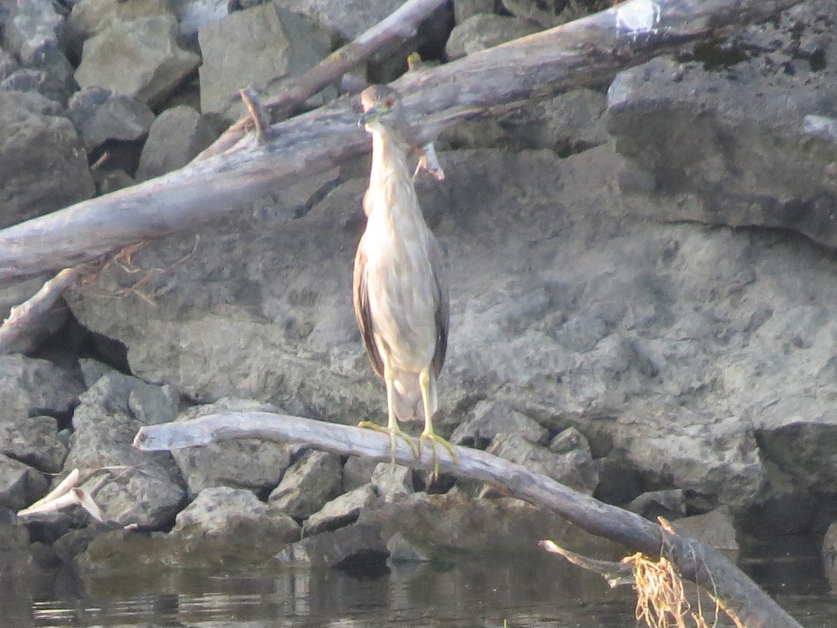 Black-crowned Night Heron - shelley seidman