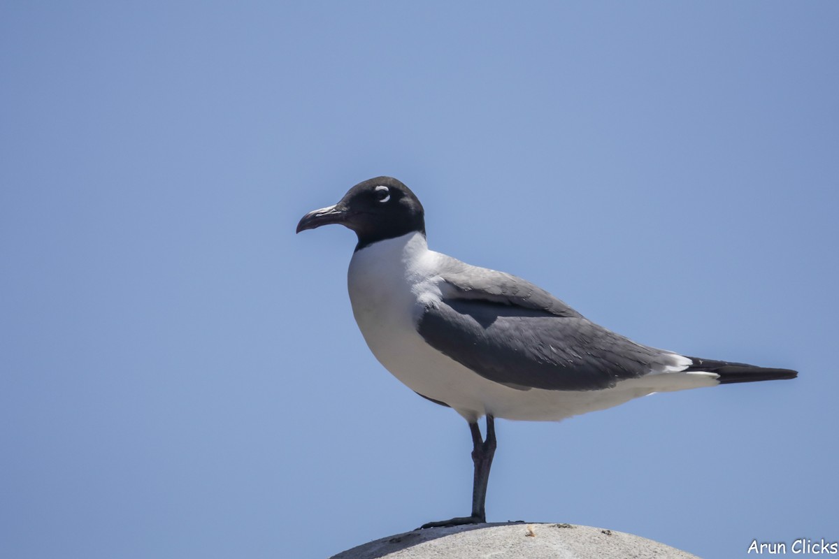 Laughing Gull - ML623758009