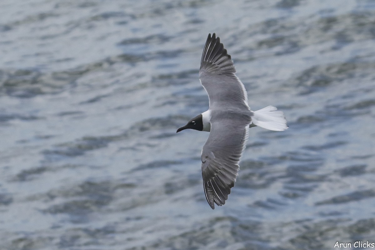 Laughing Gull - ML623758010