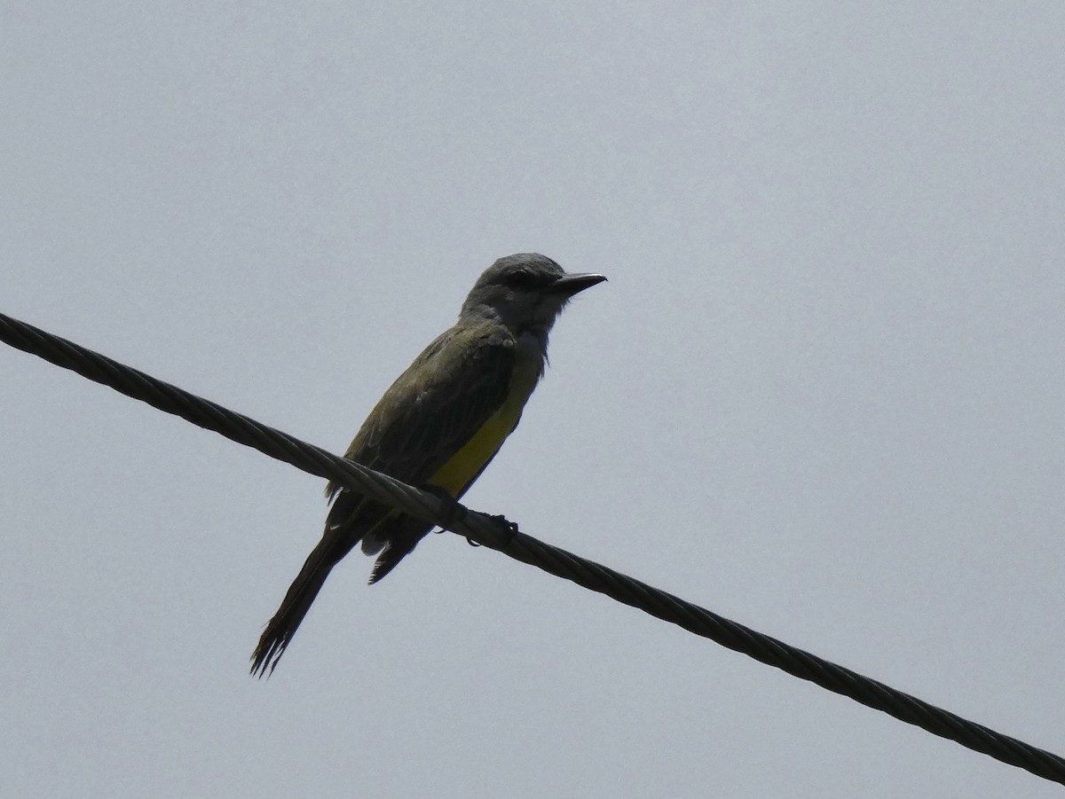 Tropical Kingbird - ML623758034