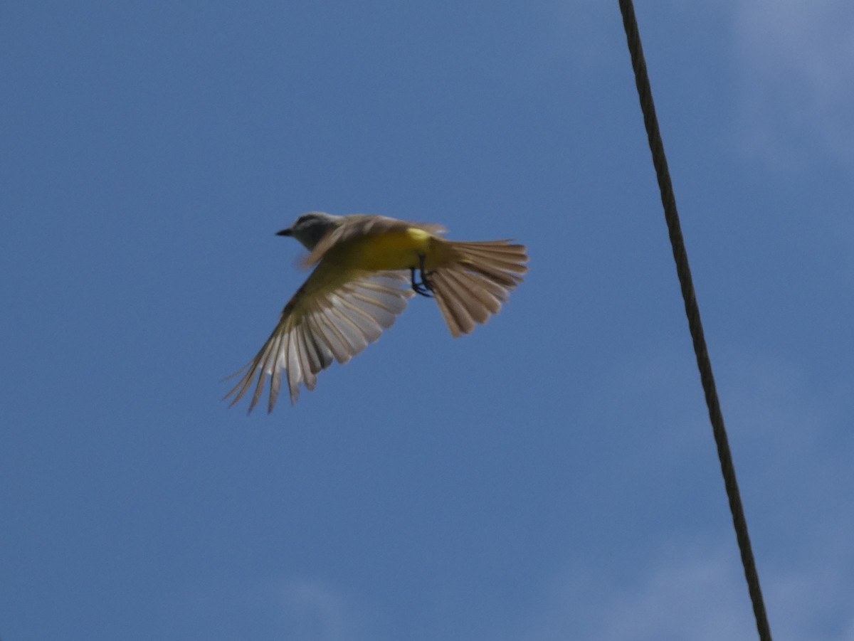 Tropical Kingbird - ML623758035