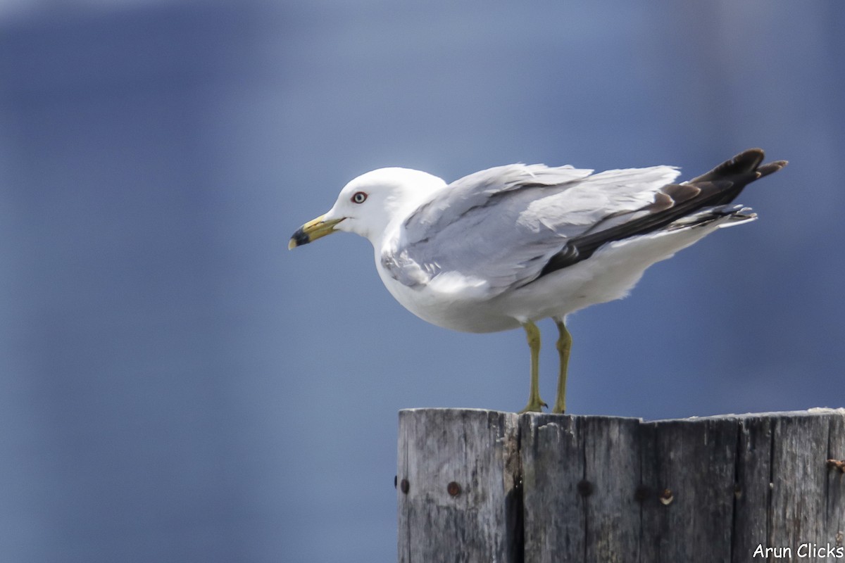 Ring-billed Gull - ML623758046