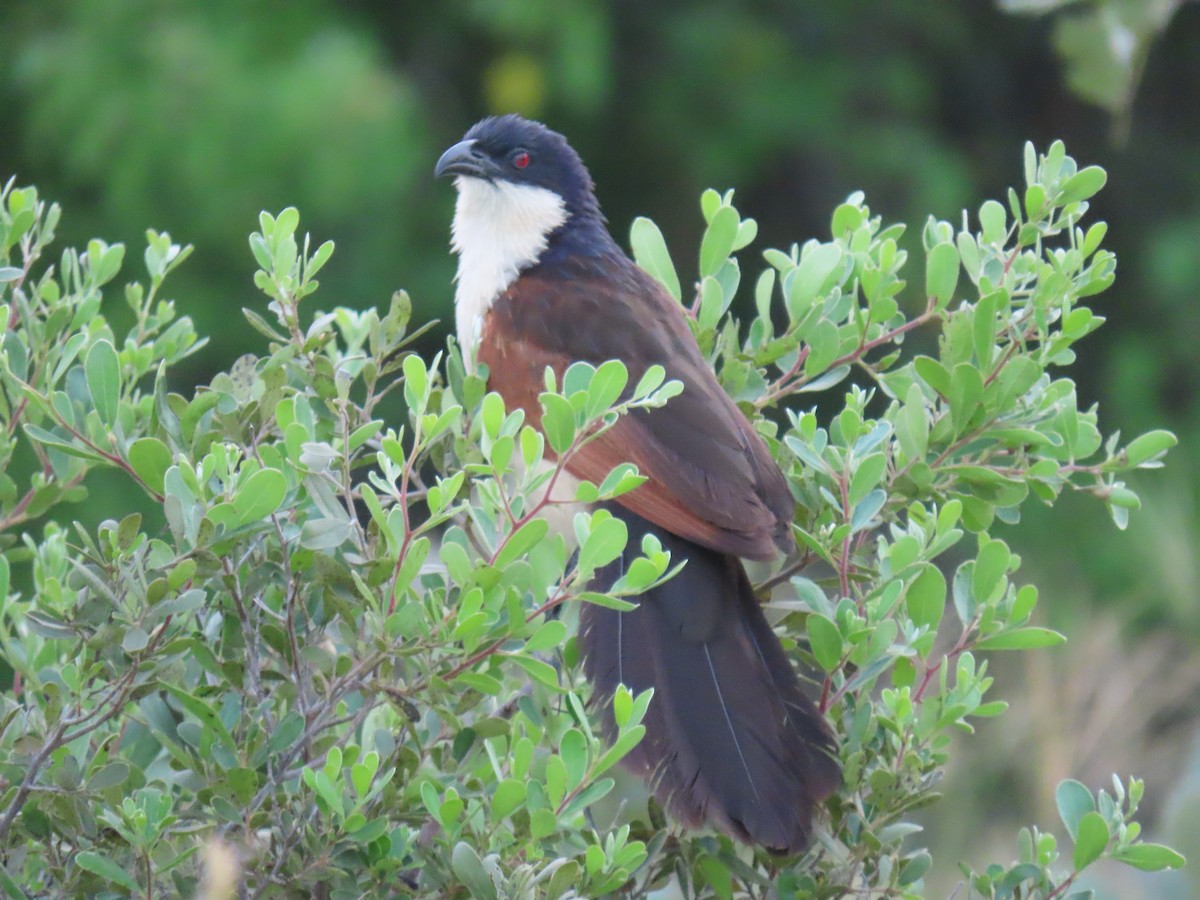 Senegal Coucal - ML623758066