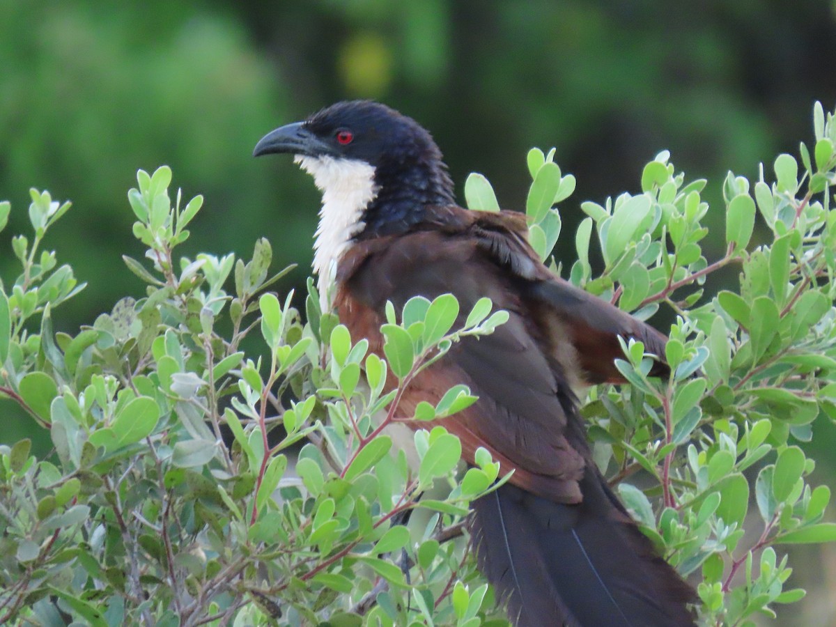 Senegal Coucal - ML623758068