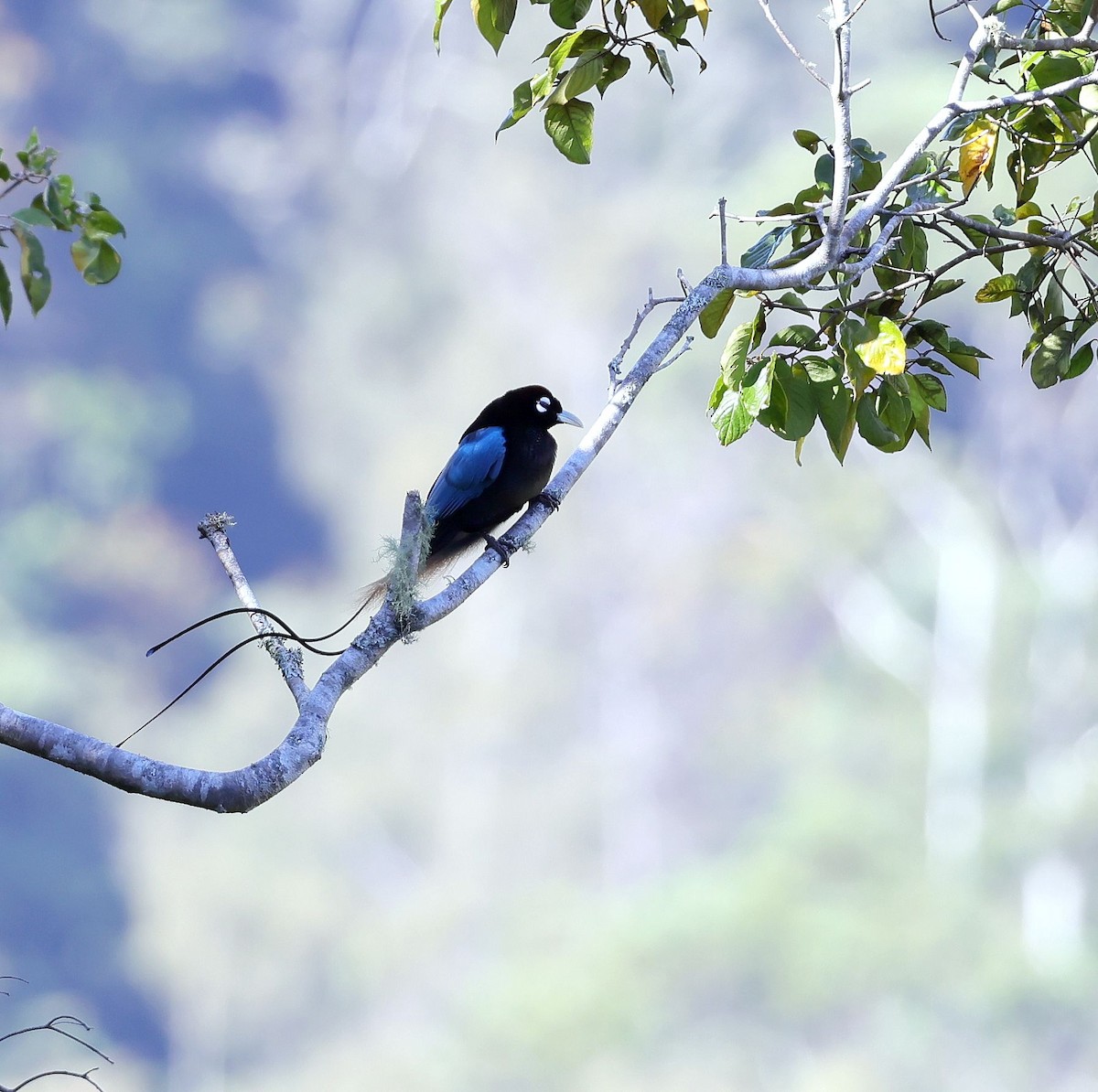 Blue Bird-of-Paradise - ML623758077