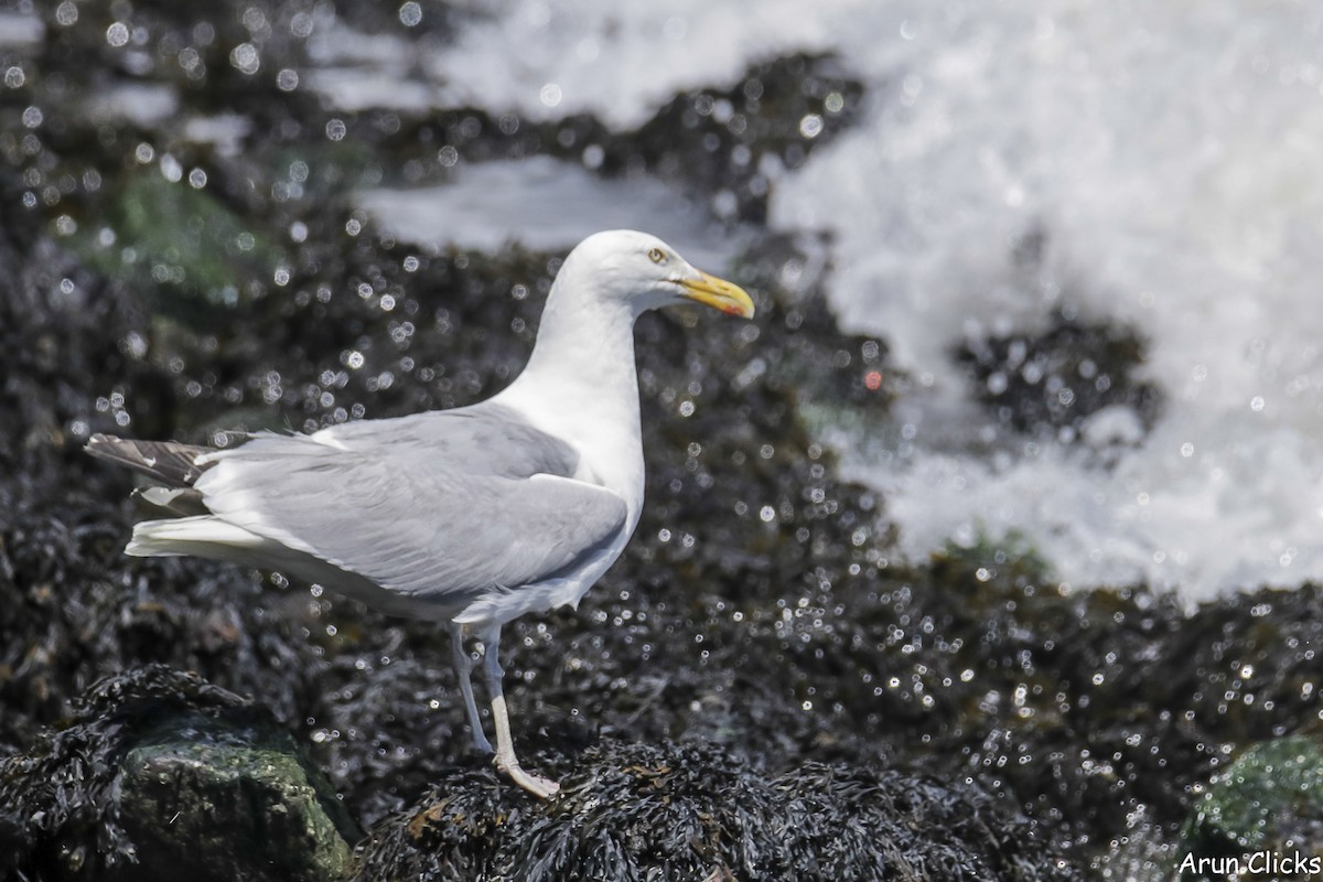 Herring Gull (American) - arun kumar