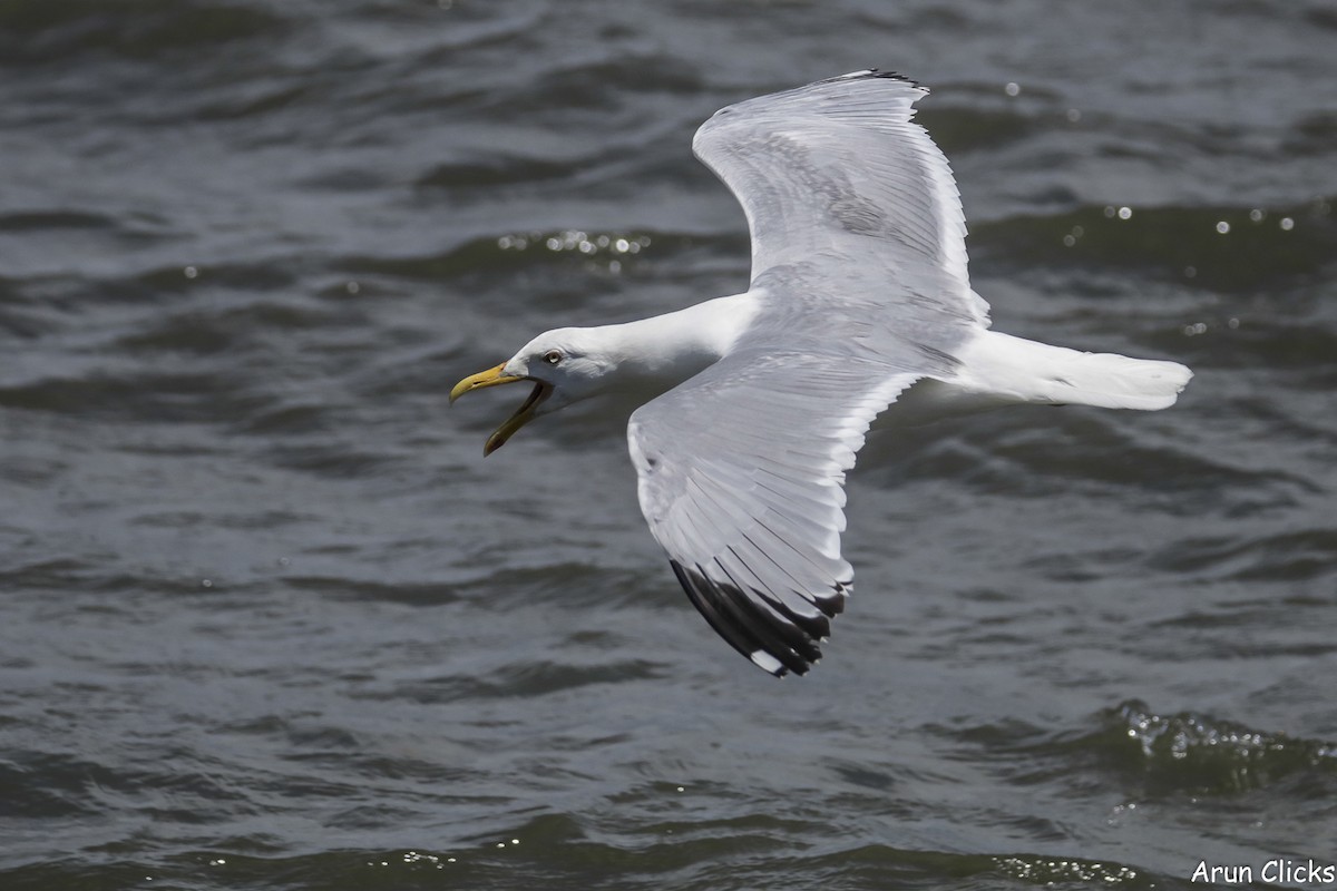 Herring Gull (American) - ML623758079