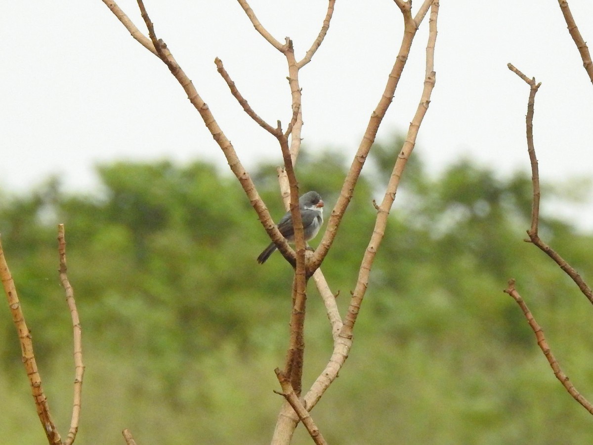 White-bellied Seedeater (Gray-backed) - ML623758088