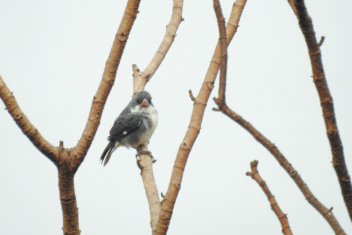 White-bellied Seedeater (Gray-backed) - ML623758089