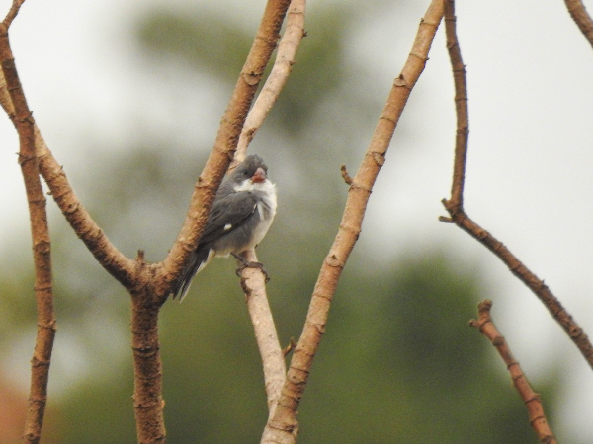 White-bellied Seedeater (Gray-backed) - Rafaela Wolf de Carvalho