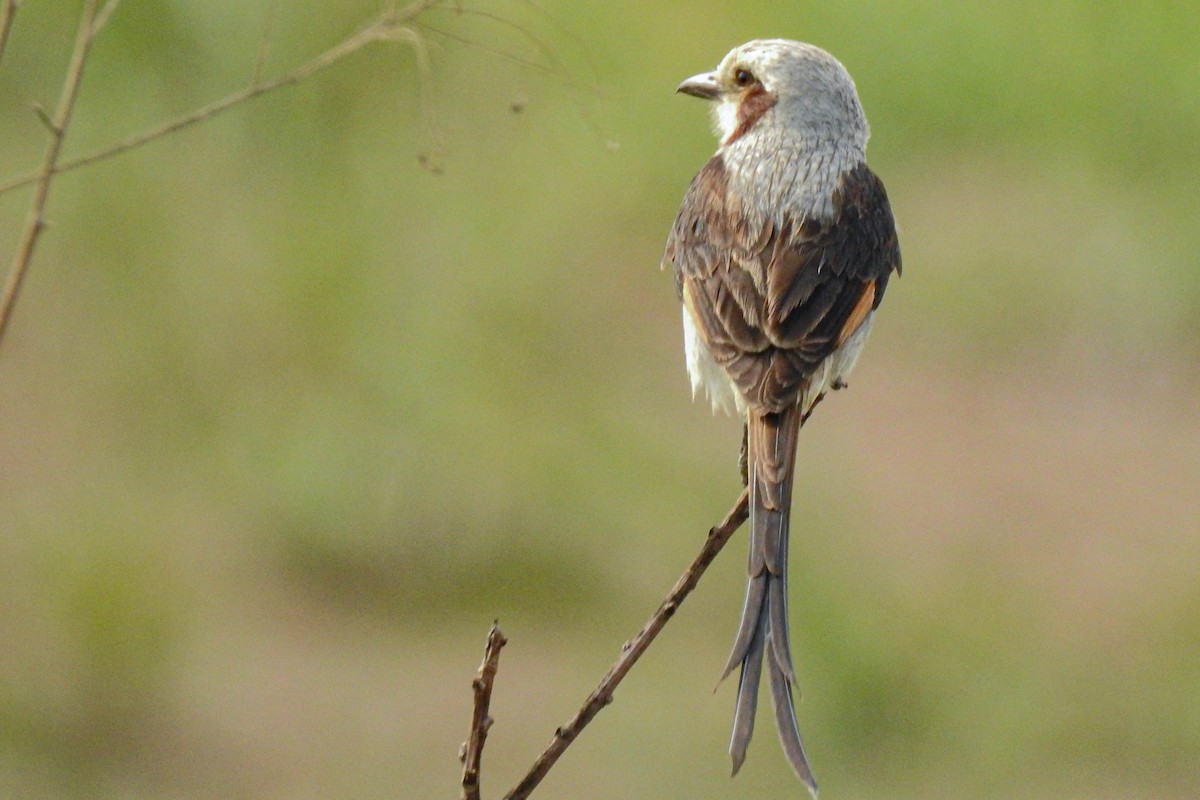 Streamer-tailed Tyrant - ML623758104