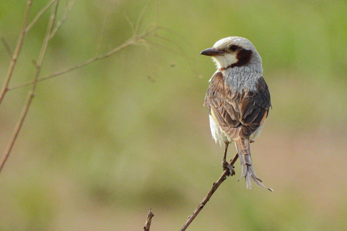 Streamer-tailed Tyrant - Rafaela Wolf de Carvalho