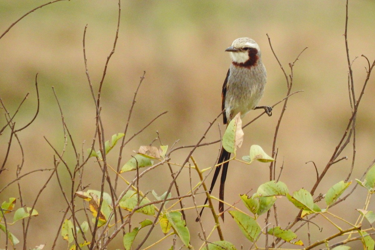 Streamer-tailed Tyrant - ML623758106