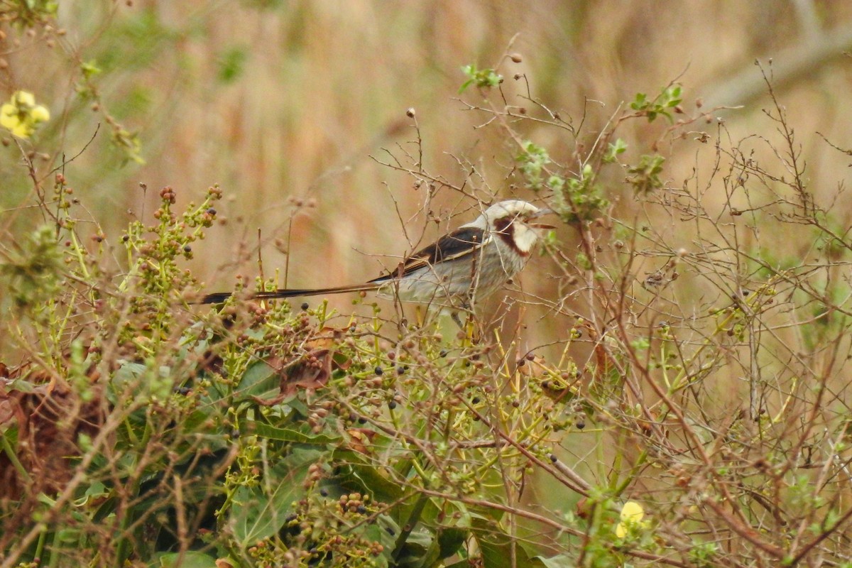 Streamer-tailed Tyrant - ML623758107