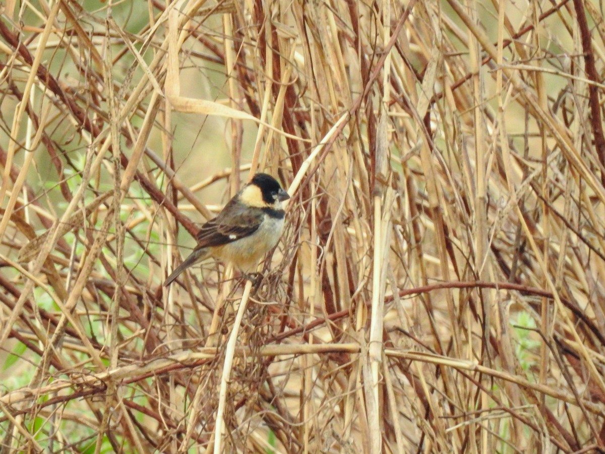 Rusty-collared Seedeater - Rafaela Wolf de Carvalho