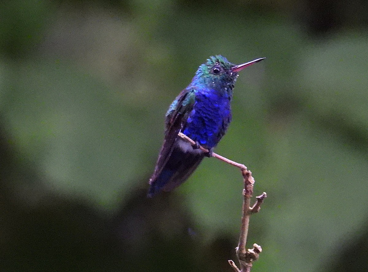 Violet-bellied Hummingbird - ML623758140