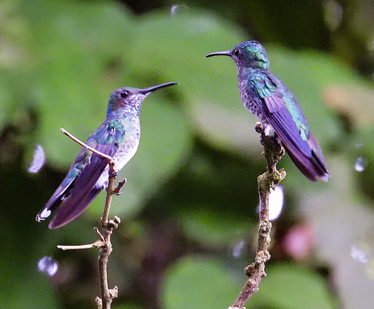 White-necked Jacobin - ML623758152