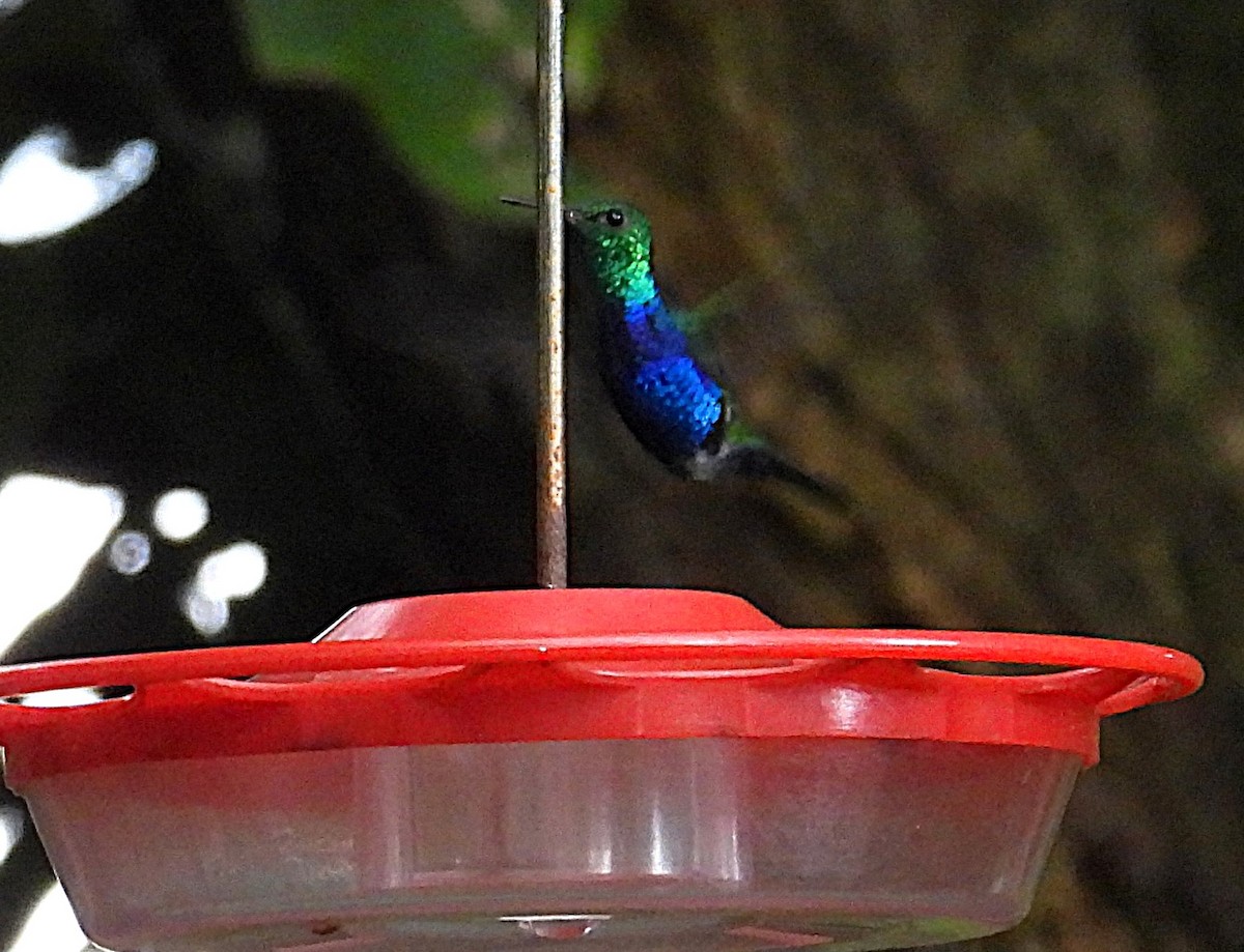 Violet-bellied Hummingbird - ML623758170