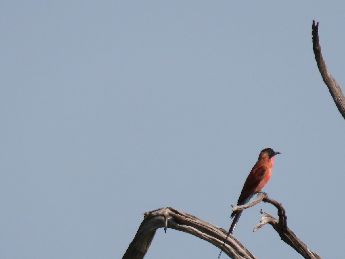 Southern Carmine Bee-eater - Charley Herzfeld