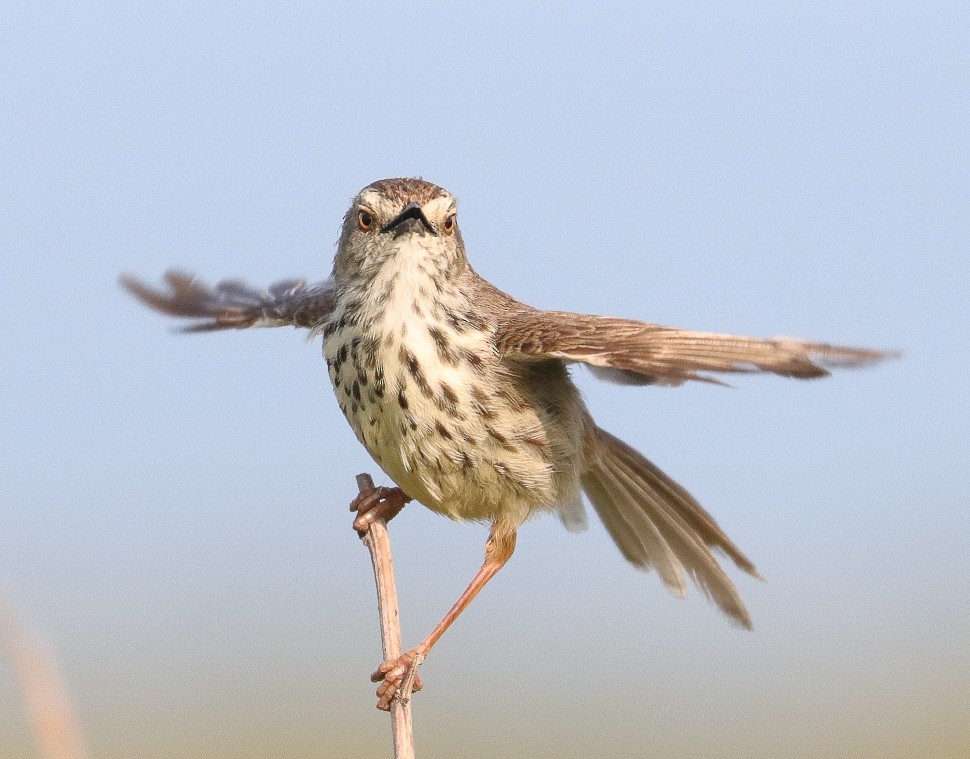 Karoo Prinia - ML623758201