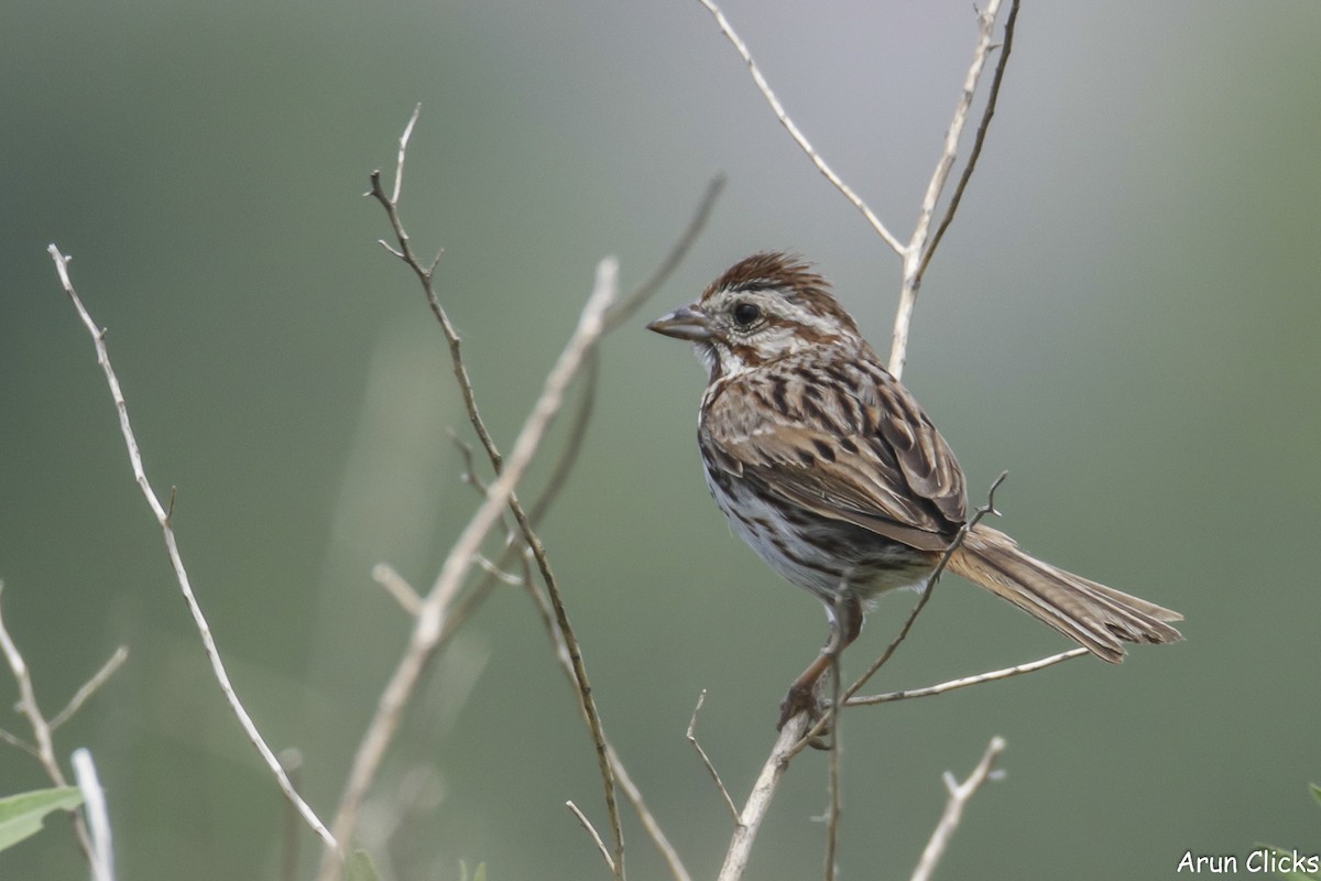 Song Sparrow - ML623758253