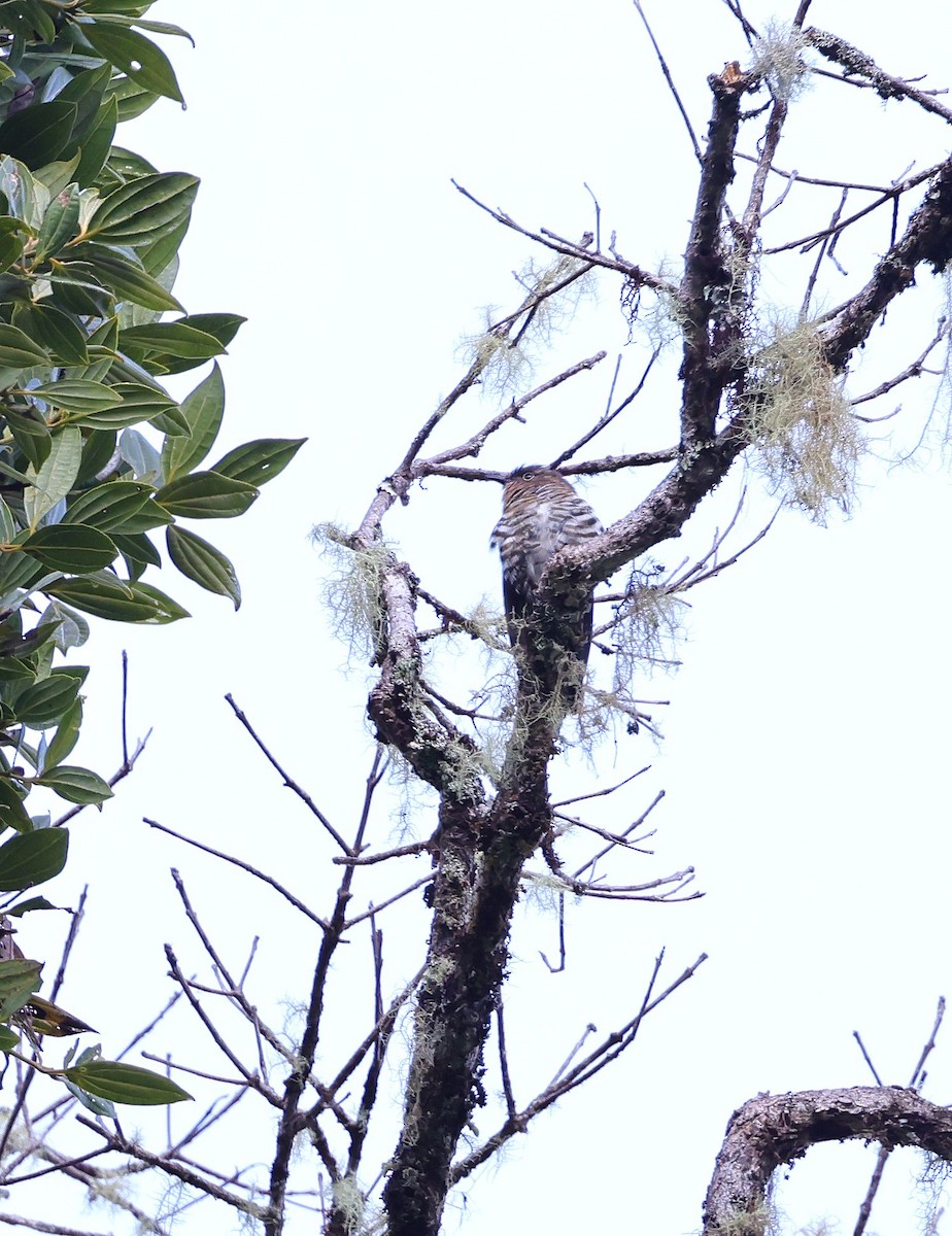 Rufous-throated Bronze-Cuckoo - ML623758266