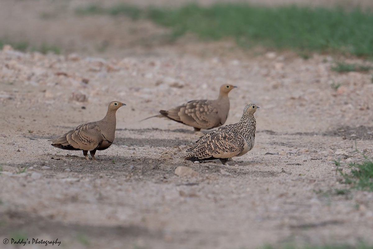 Chestnut-bellied Sandgrouse - ML623758287