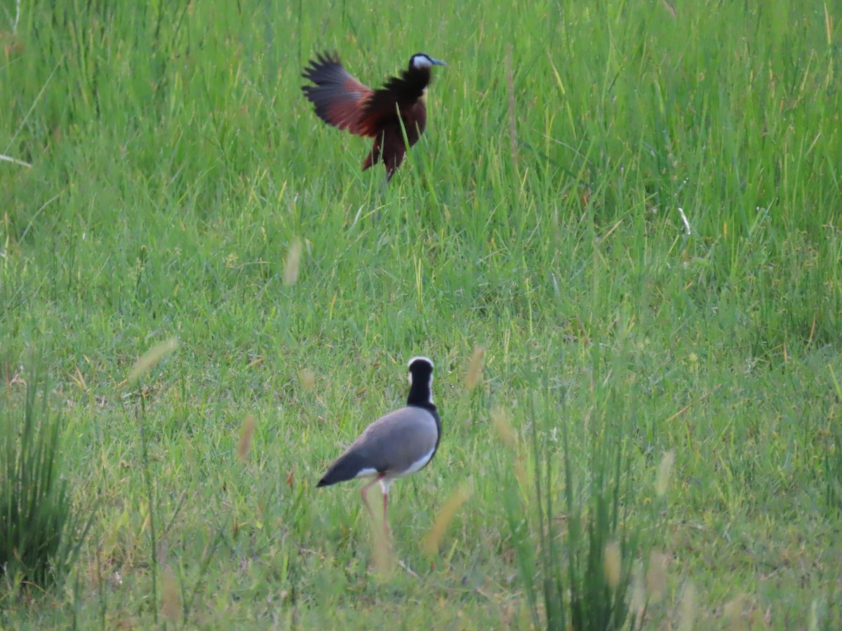 Vanneau à ailes blanches - ML623758350