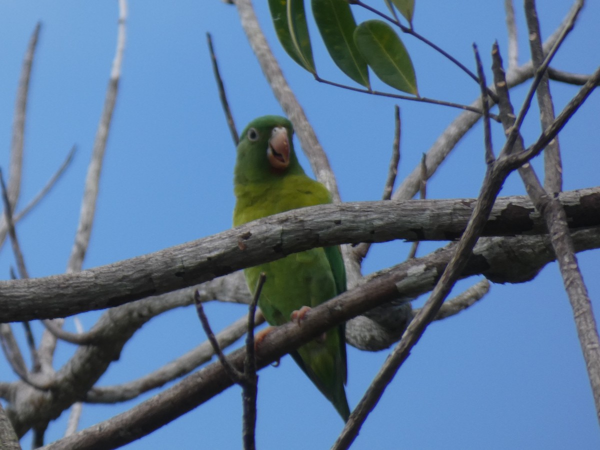 Orange-chinned Parakeet - ML623758351