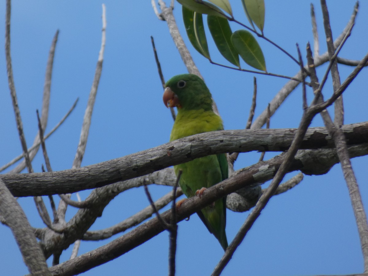 Orange-chinned Parakeet - ML623758354