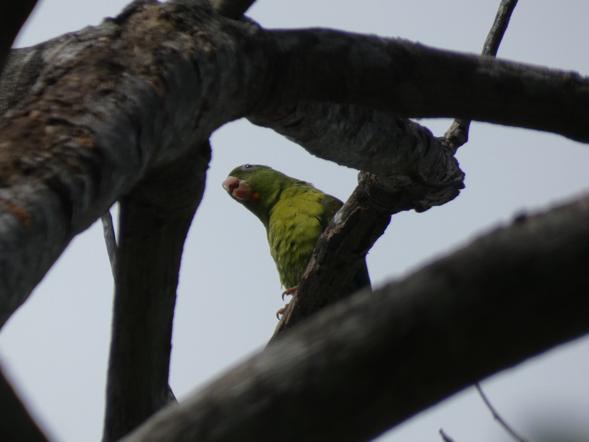 Orange-chinned Parakeet - ML623758355