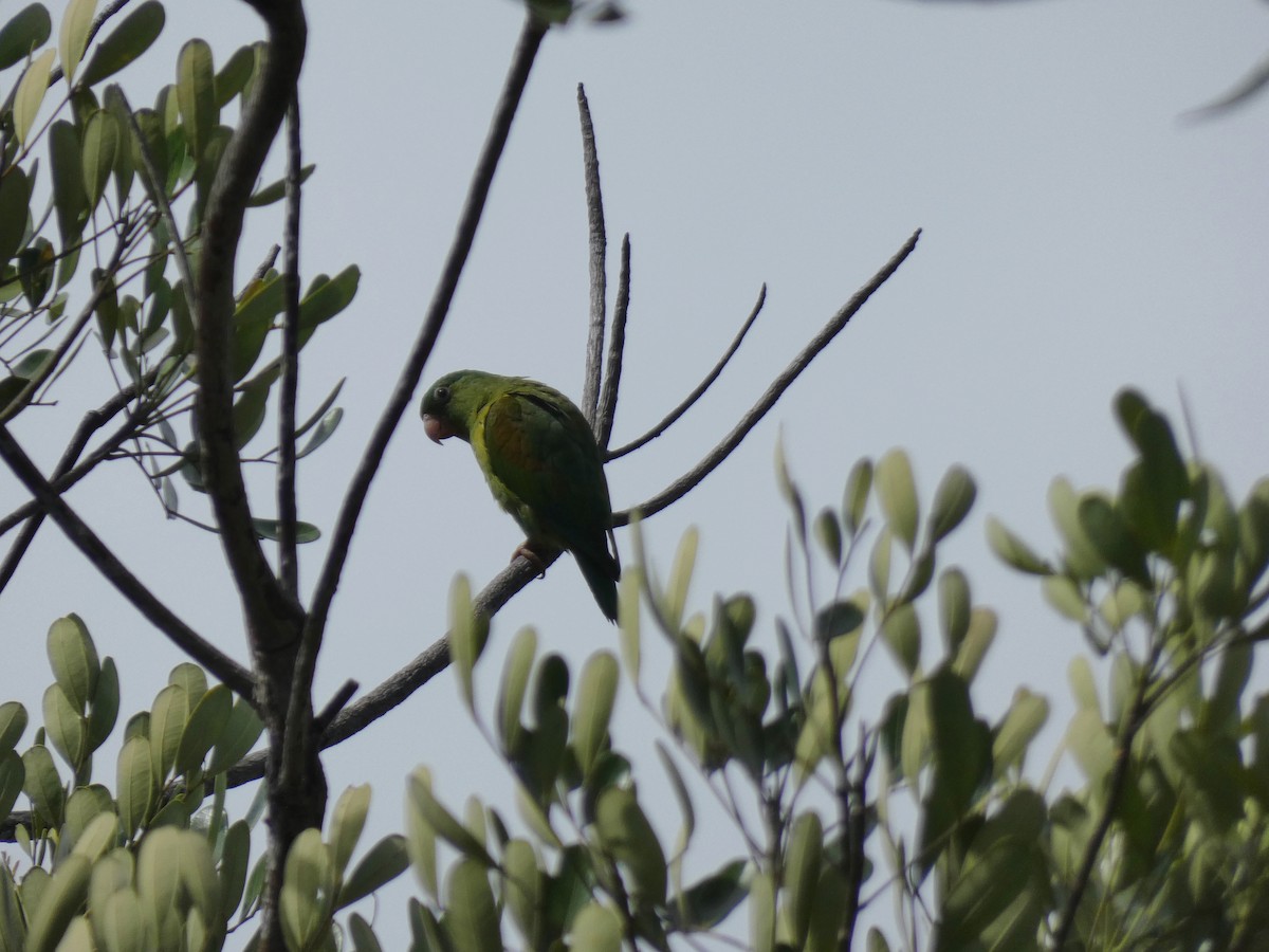 Orange-chinned Parakeet - ML623758356