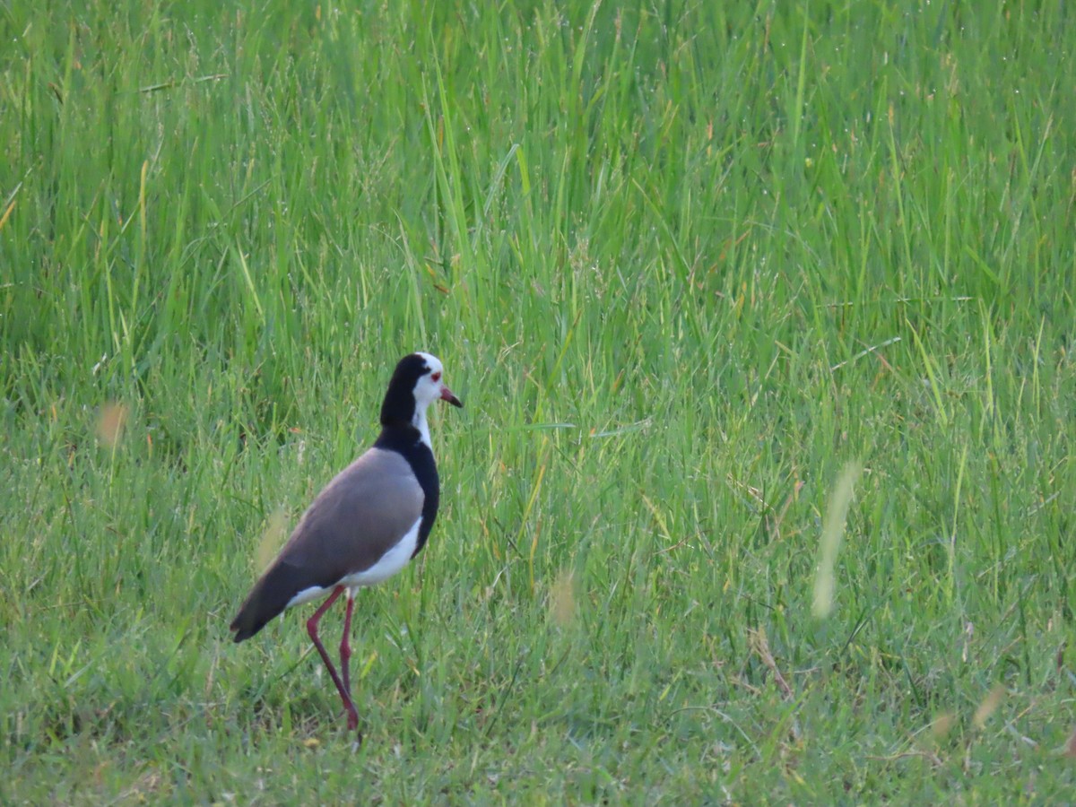 Vanneau à ailes blanches - ML623758367