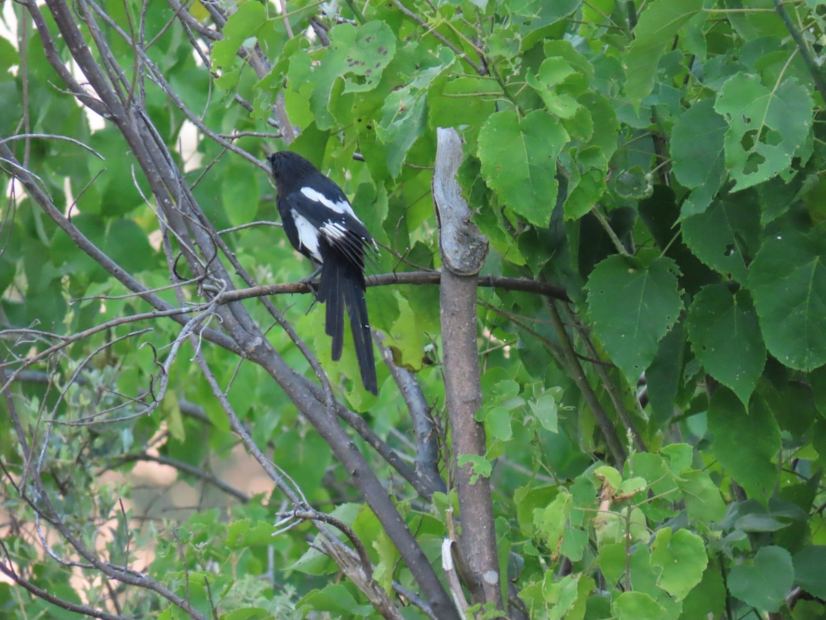 Magpie Shrike - ML623758421