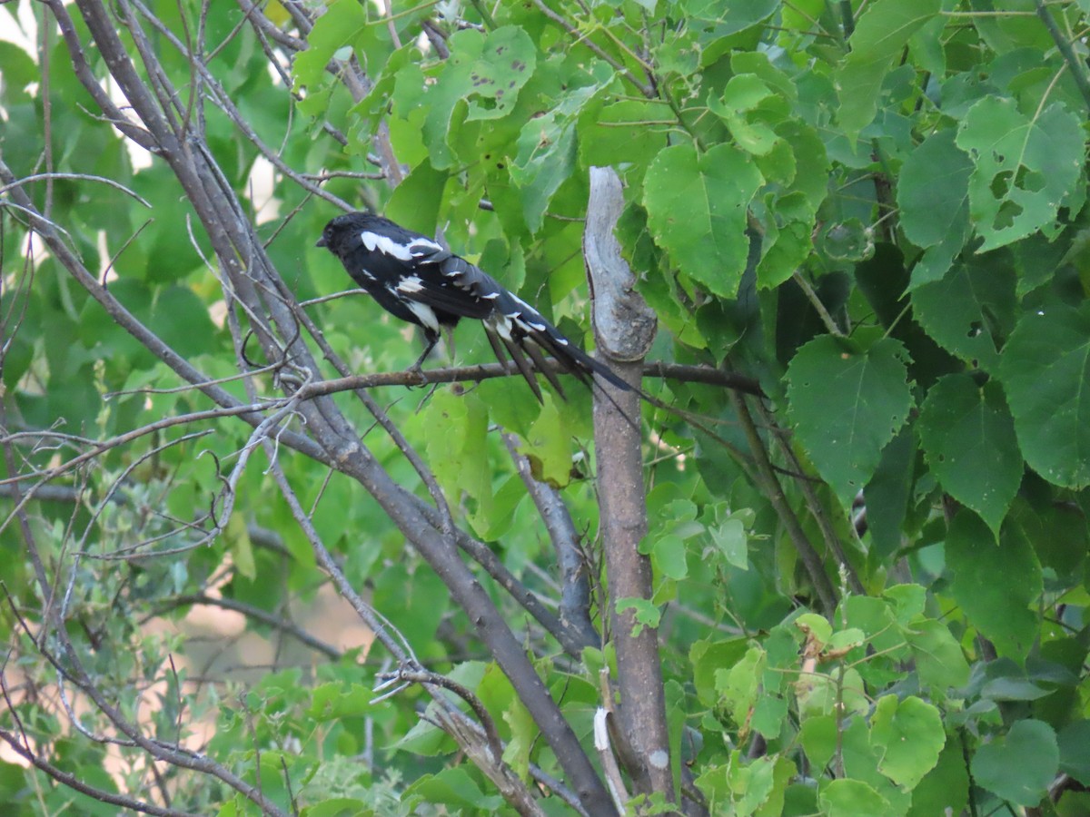 Magpie Shrike - ML623758423