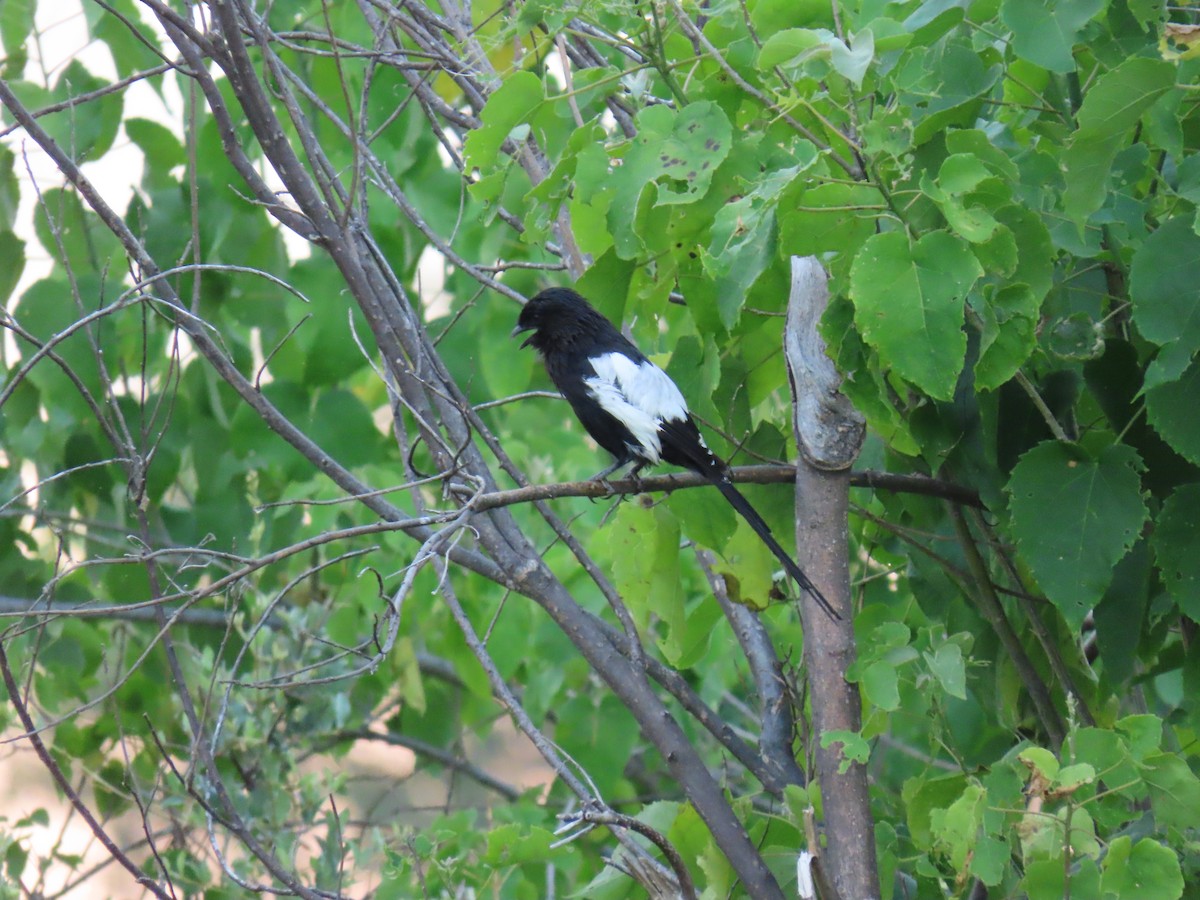 Magpie Shrike - ML623758428