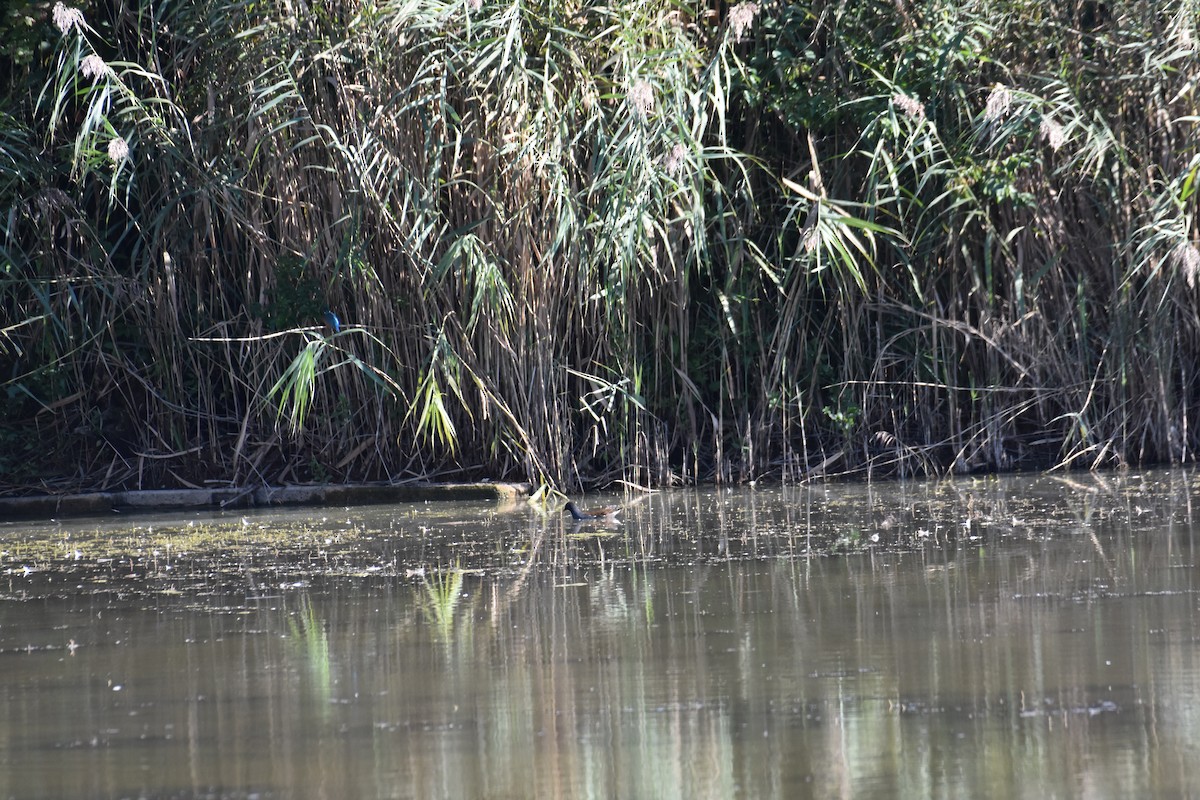 Gallinule poule-d'eau - ML623758465