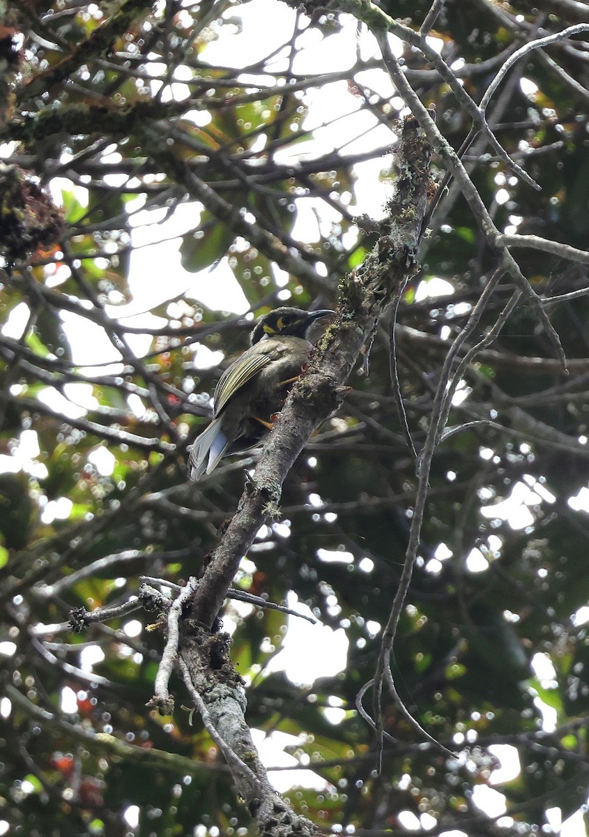 Black-throated Honeyeater - ML623758493