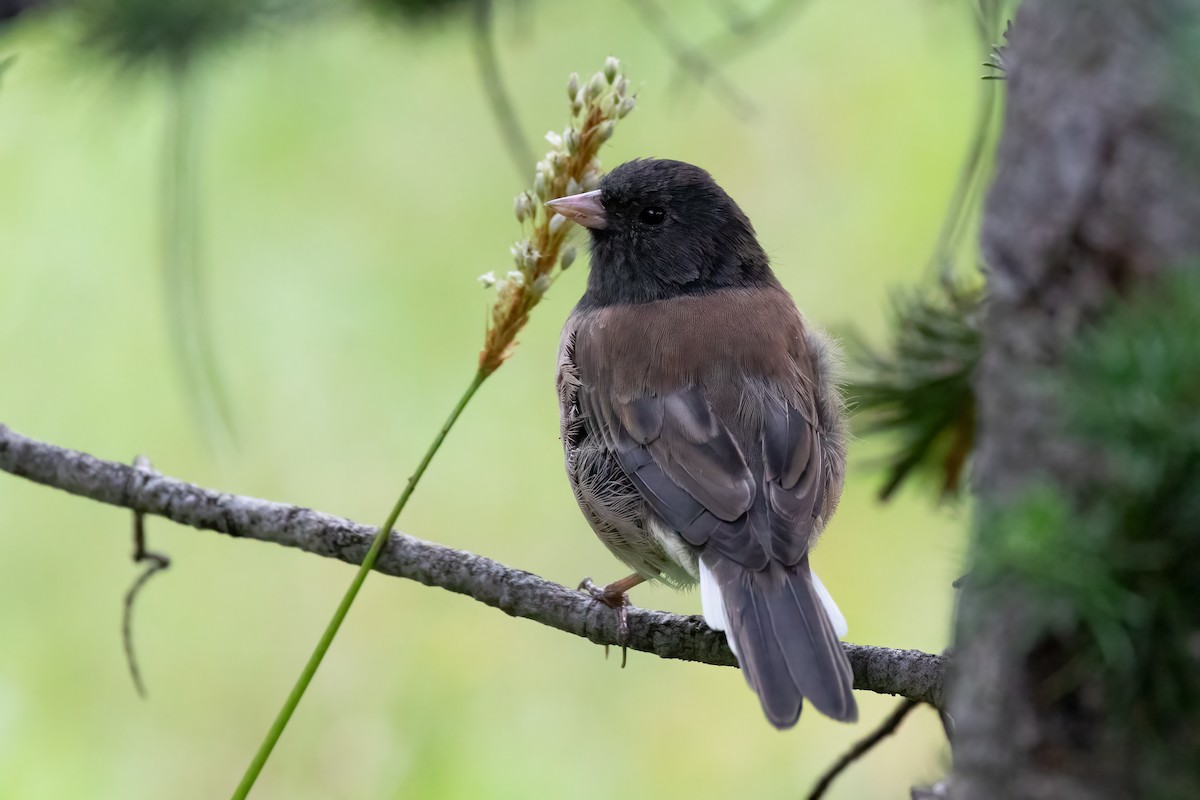 Dark-eyed Junco - ML623758505